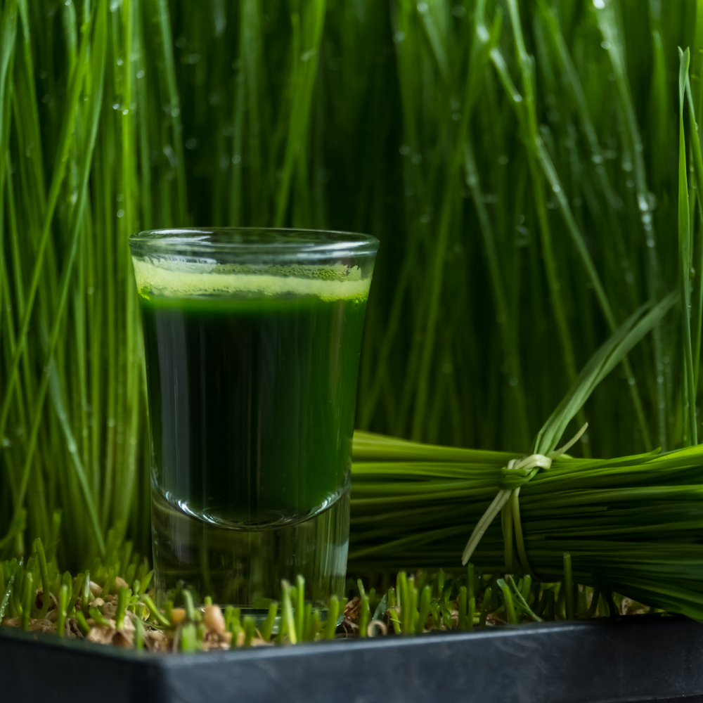 Why is wheatgrass a superfood?